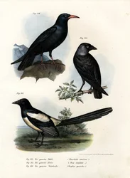 Choucas, 1864